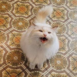 Cat Adoption Fund :)