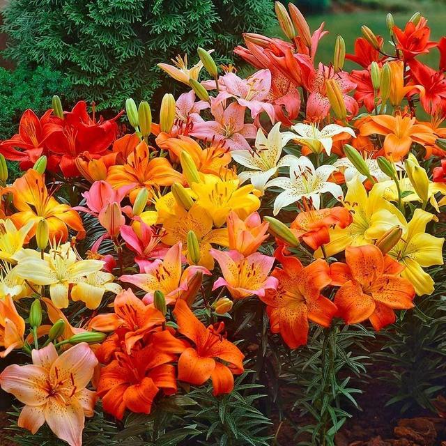 Asiatic Lily Mix -10 Perennial Flower Bulbs