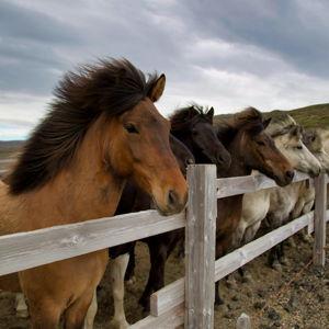 Help Us Celebrate with an Icelandic Adventure!