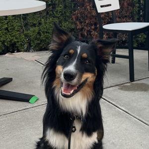 Charitable Donation - Forever Home Rescue New England