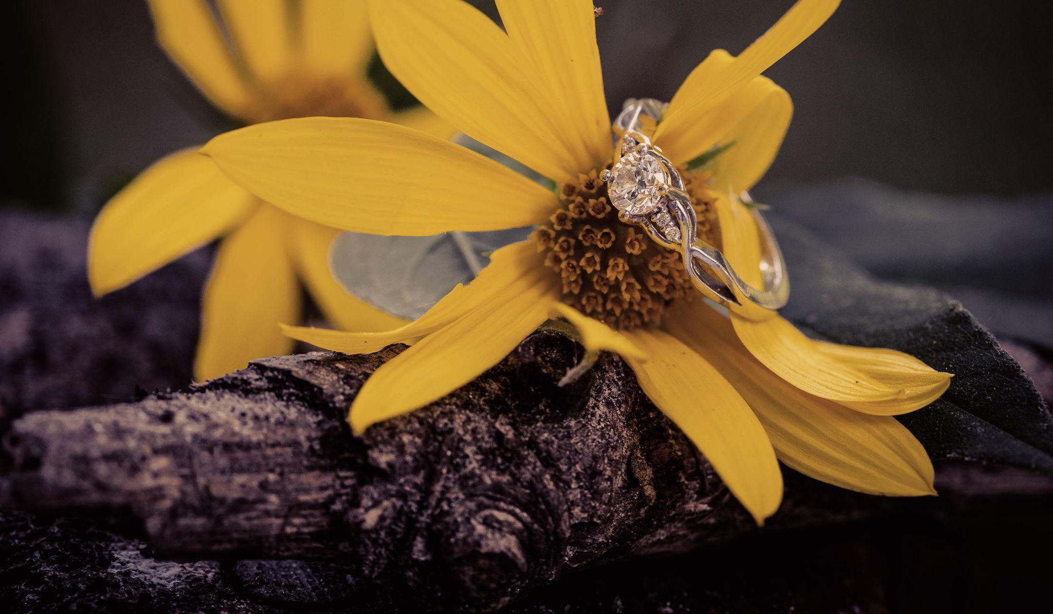 Querida Petersen and Ty Ramsey's Wedding Website