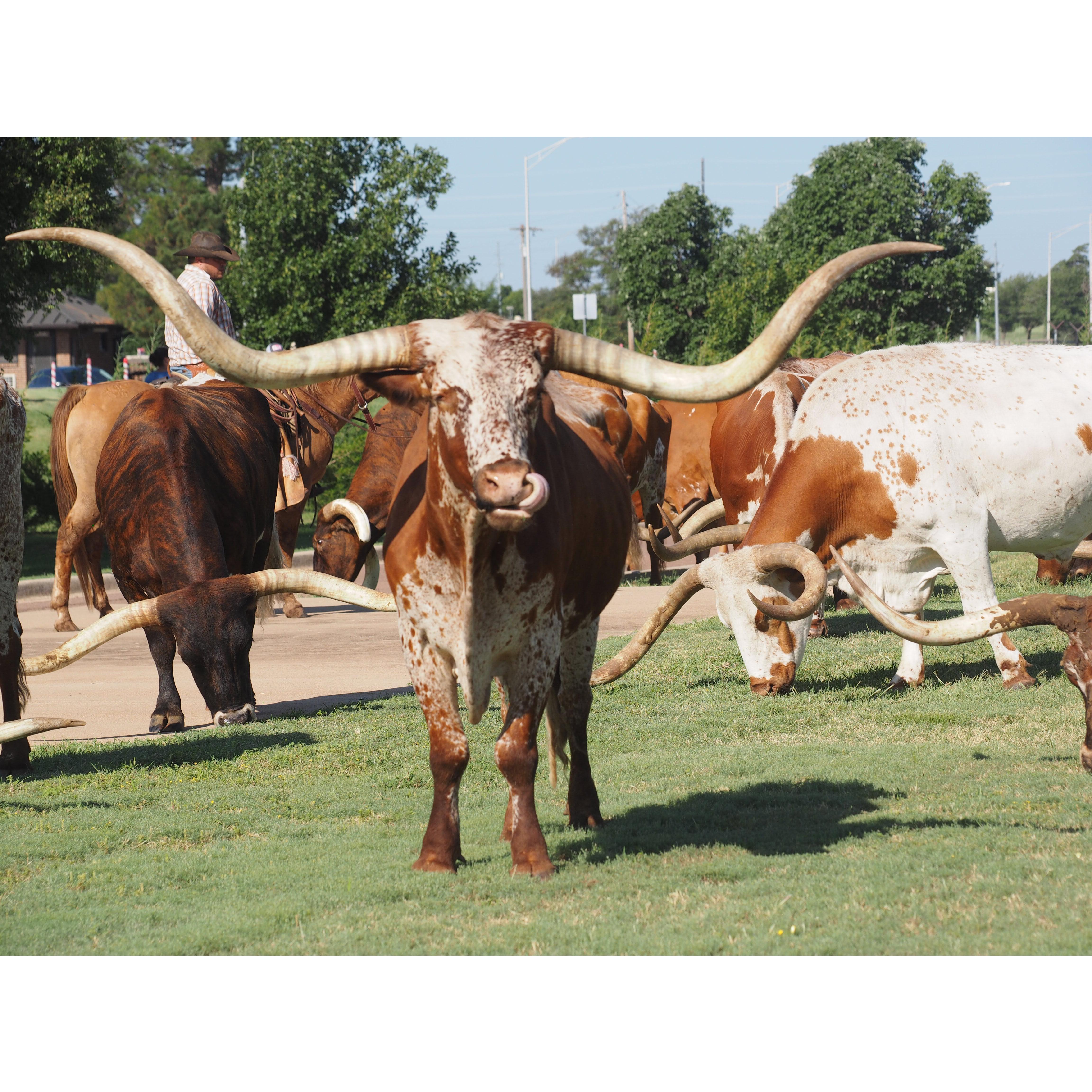 The annual ceremonial Longhorn drive that happens from the fairgrounds to the Soccer fields on Altus Air Force Base