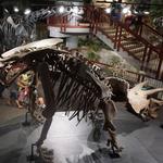 Arizona Museum of Natural History