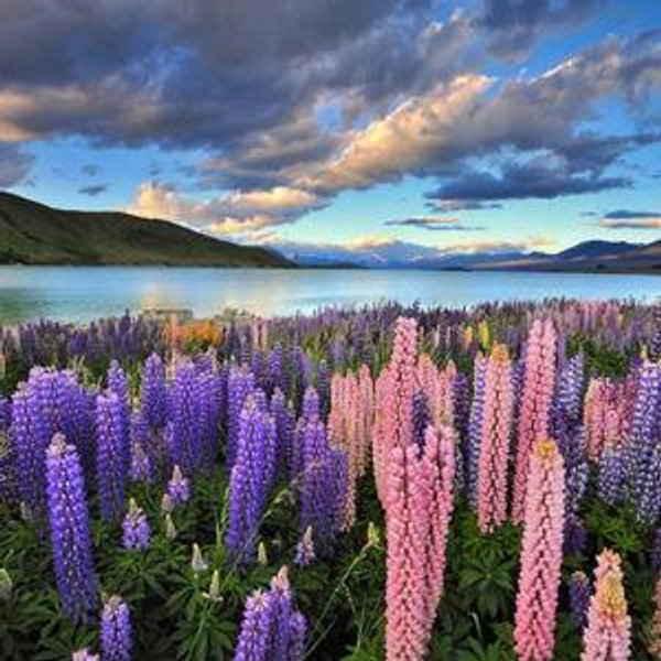 Travel Fund - New Zealand Honeymoon