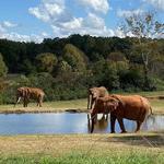 North Carolina Zoo