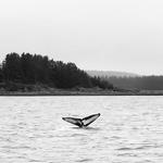 Whale Watching