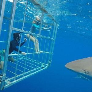 Shark Cage Dive