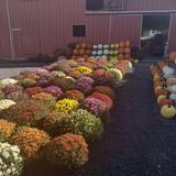 Swarey's Orchard
