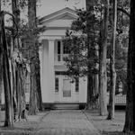 Rowan Oak