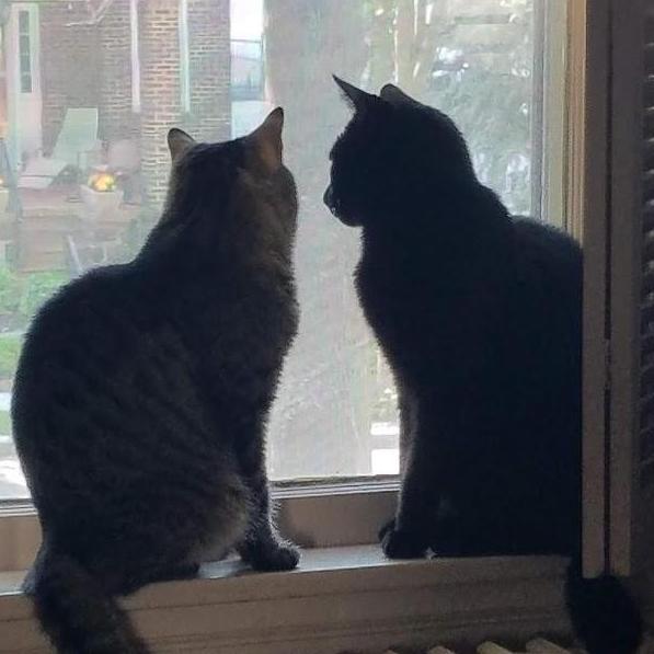 Sammy and Bagheerah