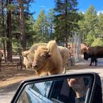 Bearizona Wildlife Park