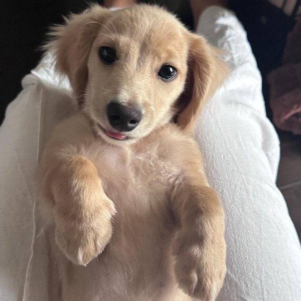 August Petsitting Care, Ciao Weiner! - Venmo Option