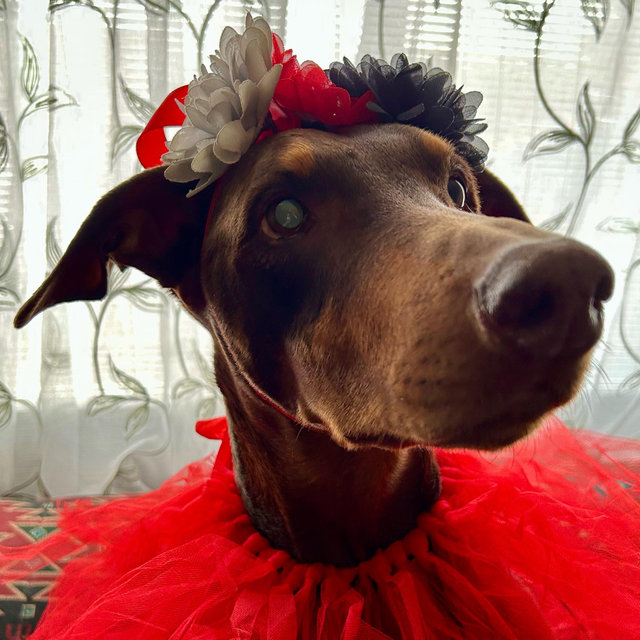 Treats for Navi