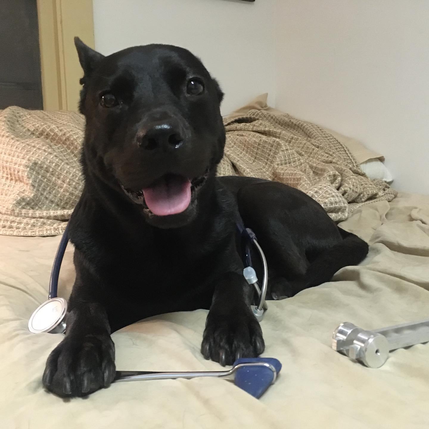 Check back soon for more photos! In the meantime, here’s Dogtor Dowdy!