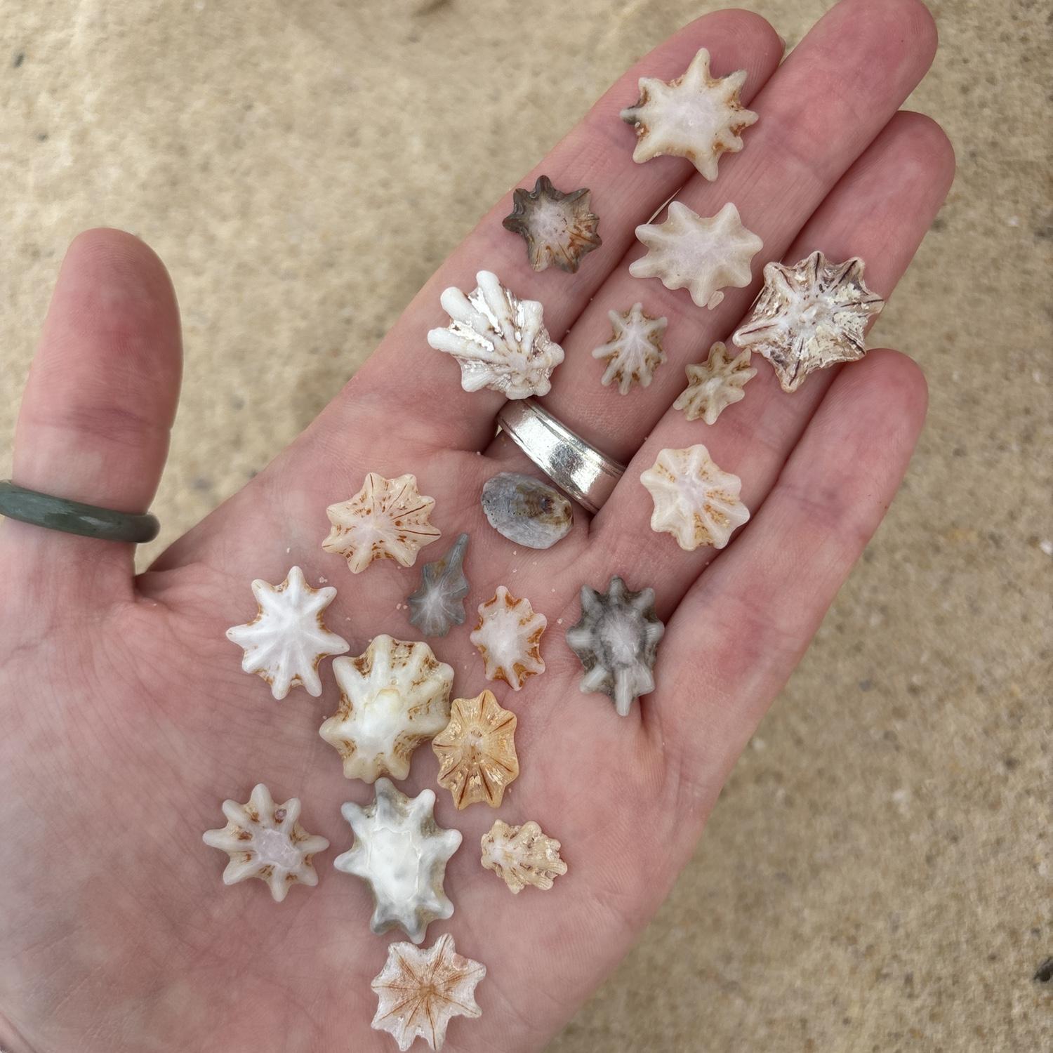 The shells from Maroubra Beach.