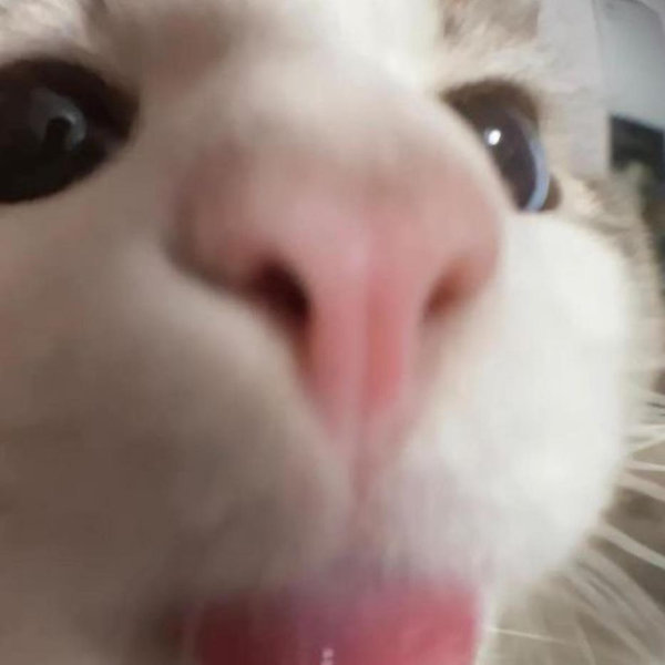 Our New Kitten