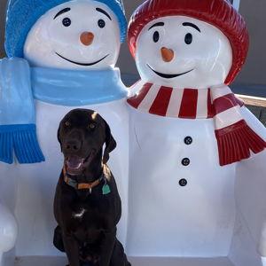 Our Pet Toy Fund