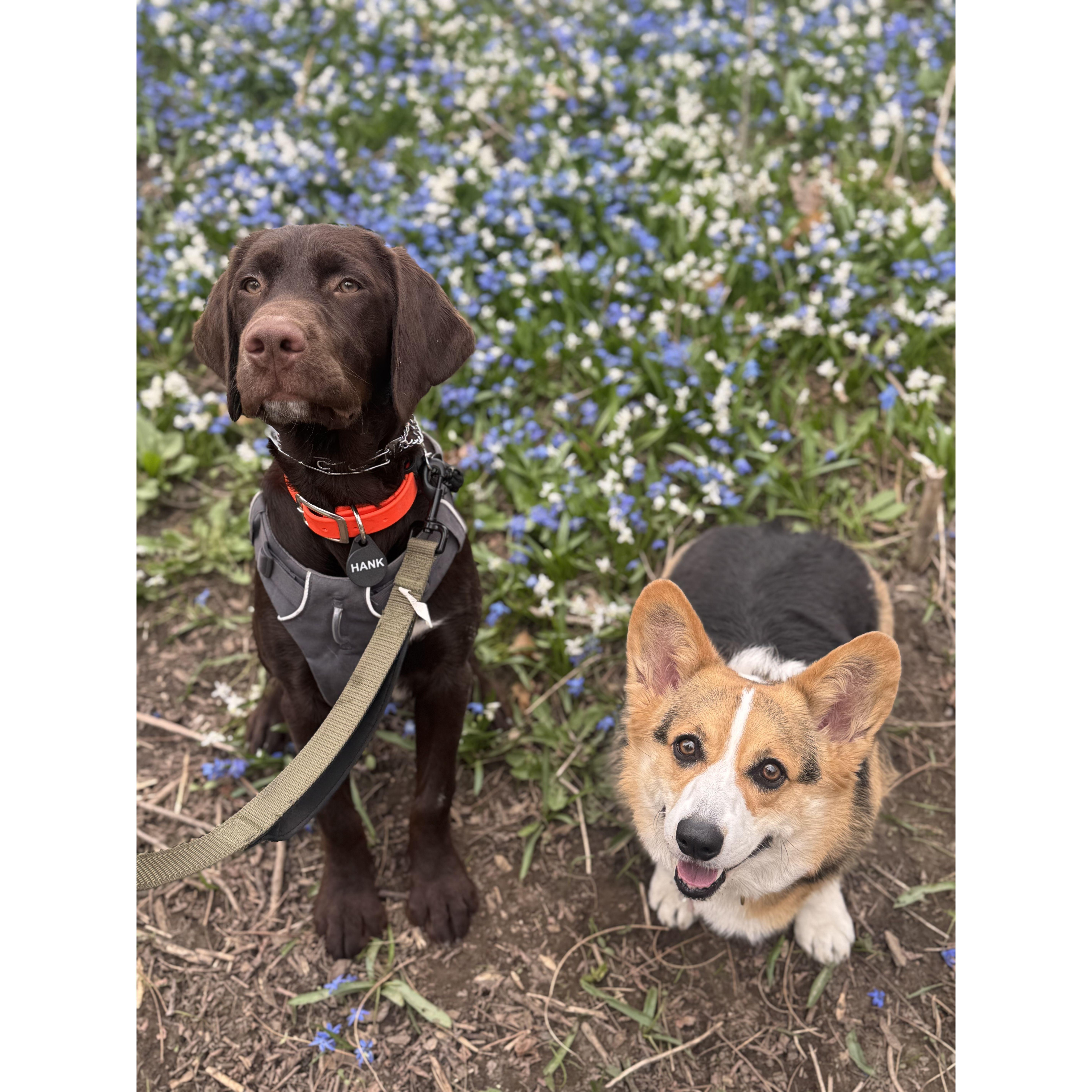 Chris and Nicole's dogs, Hank and Charlotte.