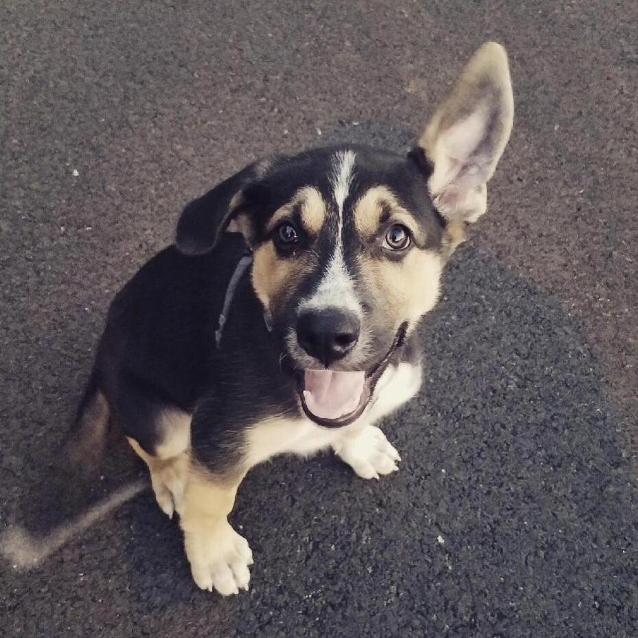 Flop (aka Apollo) Approx. 4 months old