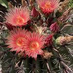Desert Botanical Garden