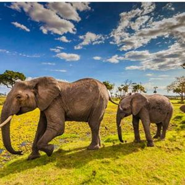 Honeymoon Safari