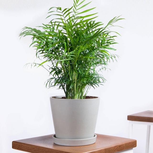 Parlor Palm