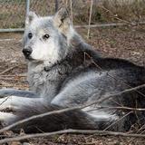 Wolf Sanctuary of PA