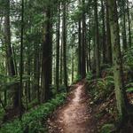 Forest Park