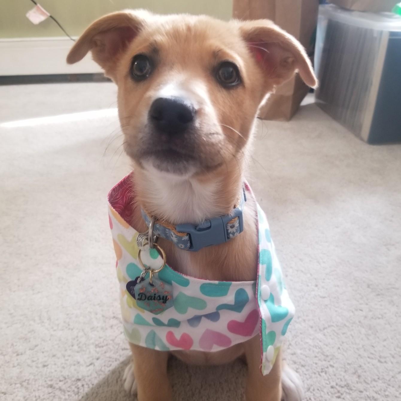 Daisy Mae Rosell
Dog of Honor