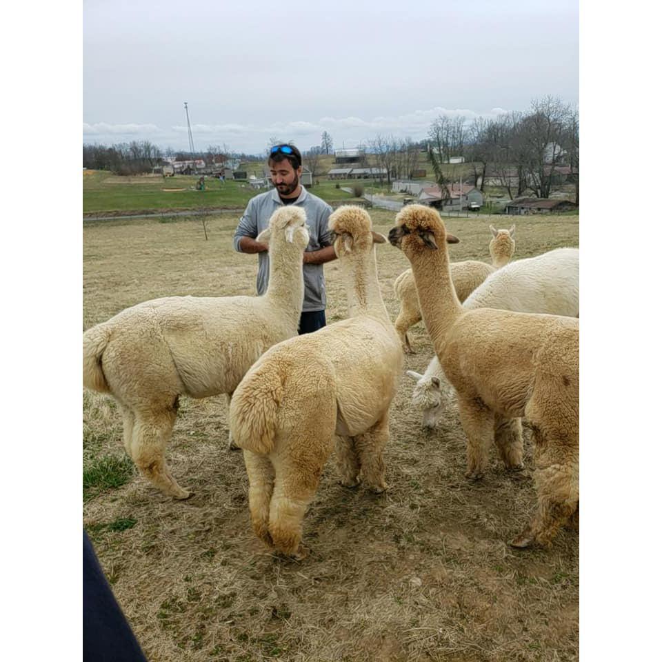 Merida's favorite things in the the world . Alpacas and Jordan
