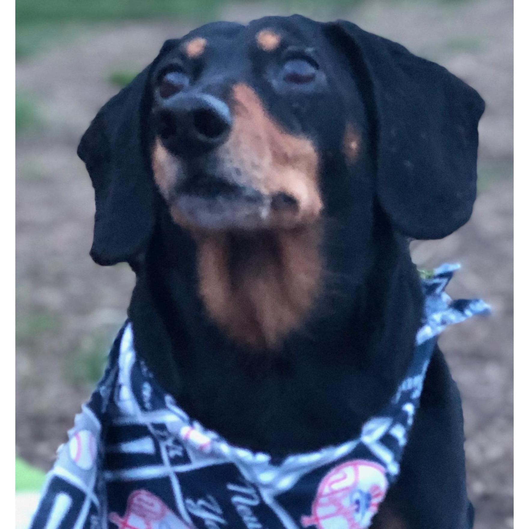 Gus is really bummed he can't attend and to make matters worse, all of his favorite sitters are at the wedding too!