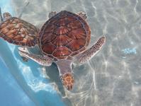 Turtle Farm