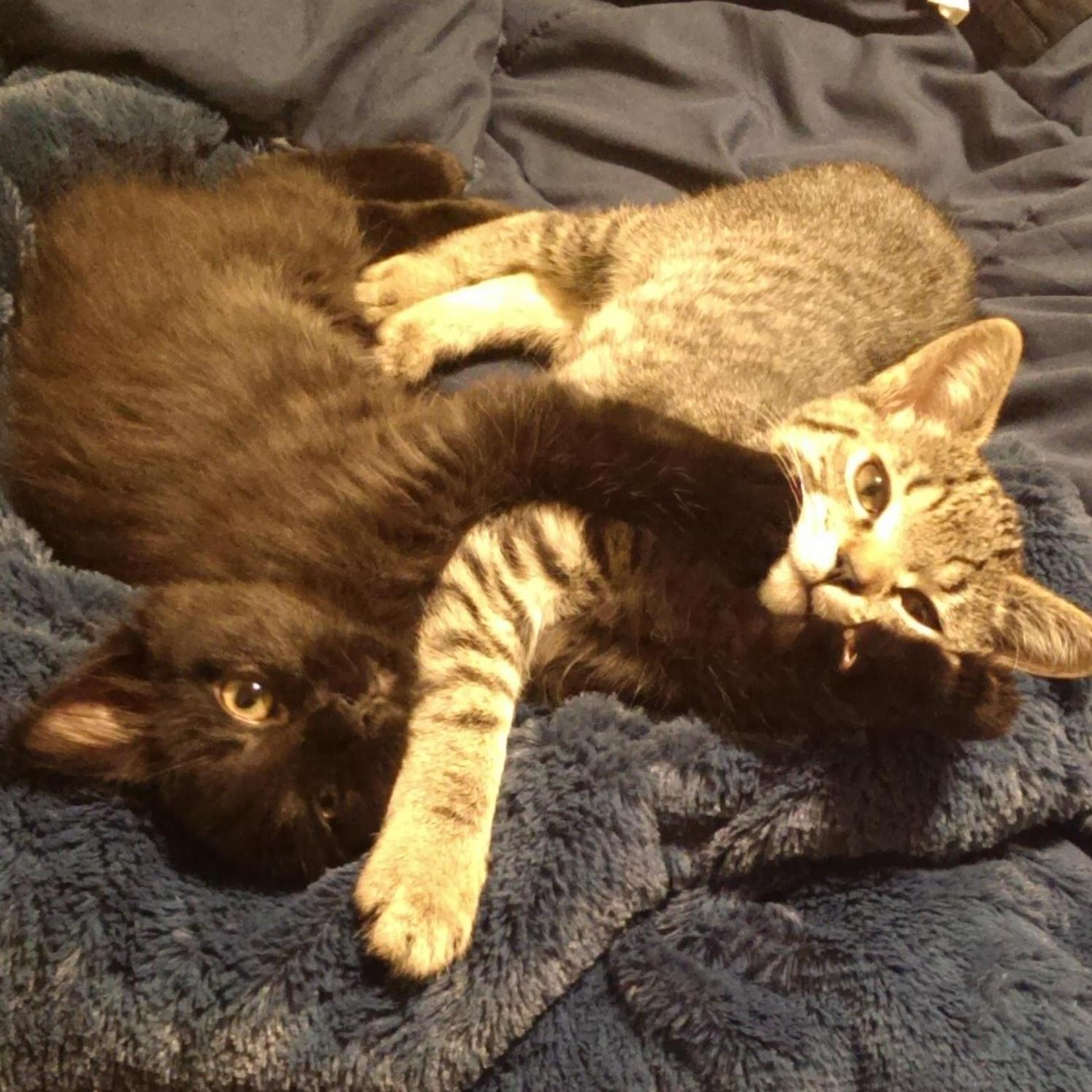 Our cats, Muppet and Downton Tabby. We got them in 2013 as kittens when we first moved into our own apartment.