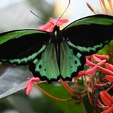The Key West Butterfly and Nature Conservatory