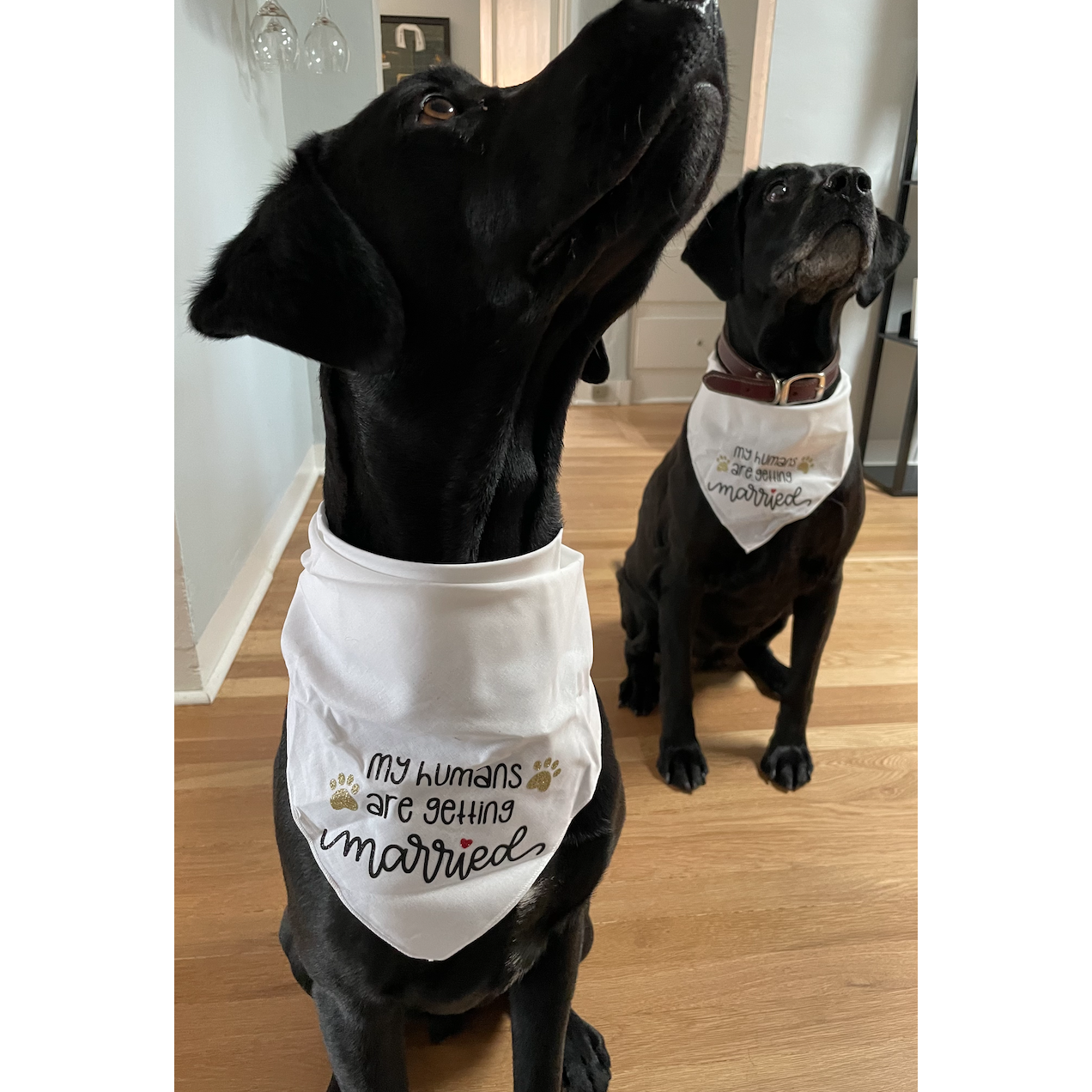 Frankie and Shadow modeling bandanas from our friends Emily and Abby Winnett