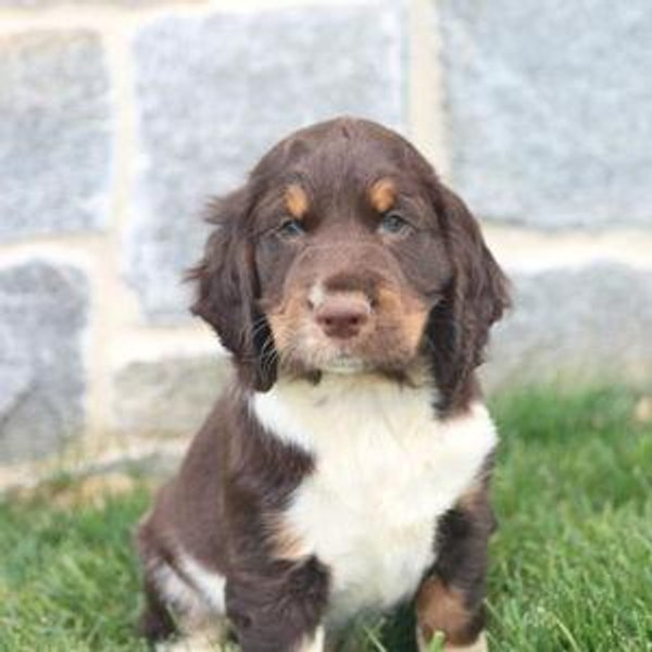 Our Future Puppy