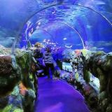 SEA LIFE Charlotte-Concord