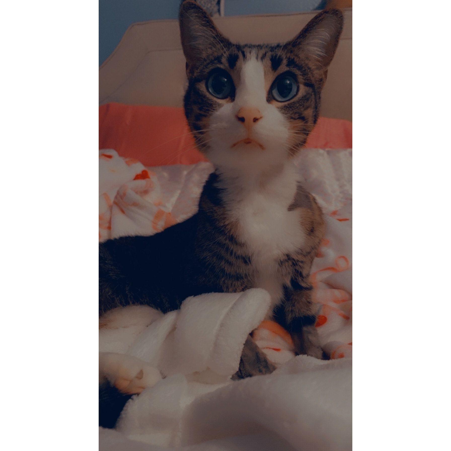 Our first pet together! (Morgana)