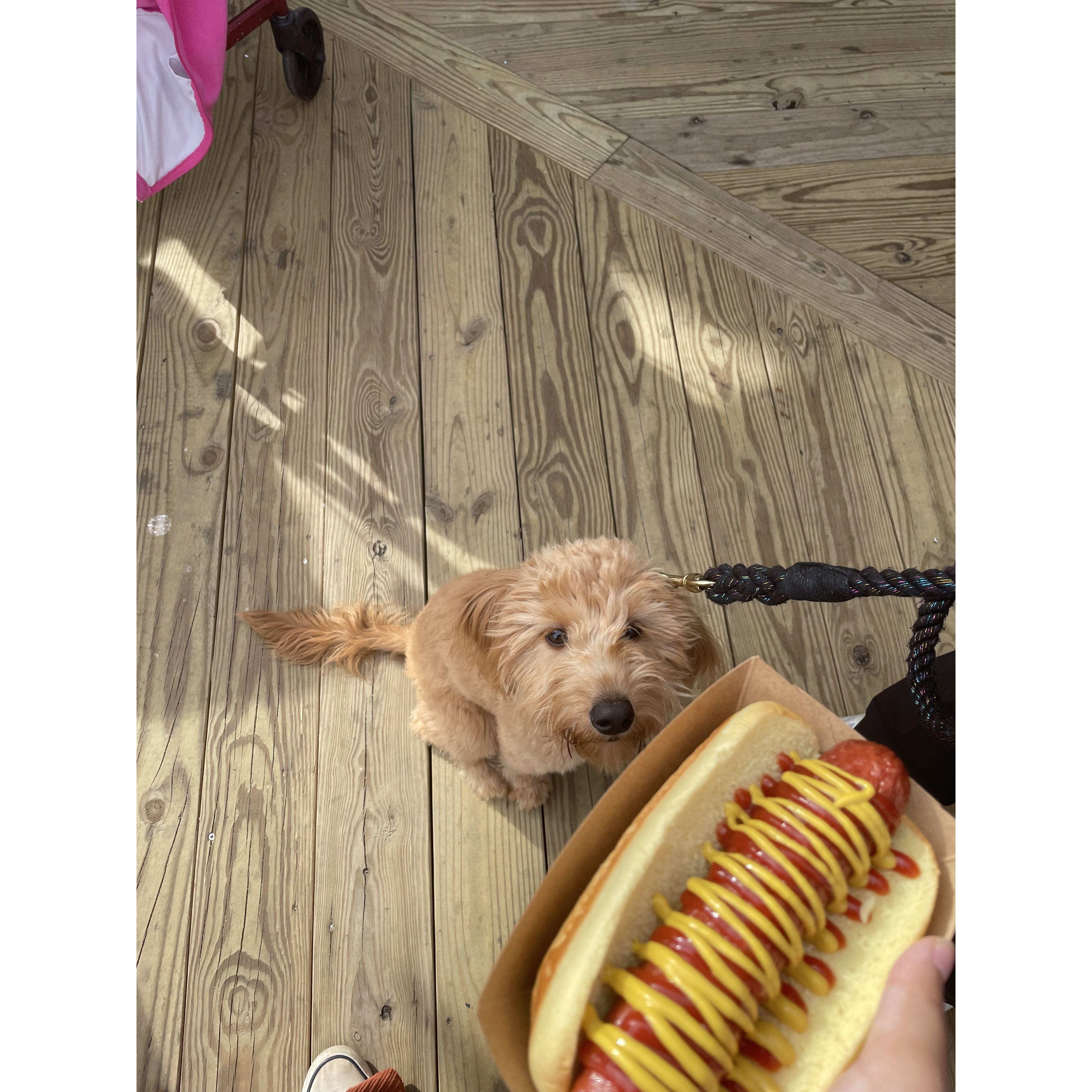 Nova loves hot dogs