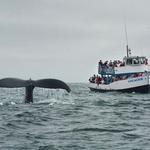 Redondo Beach Whale Watch