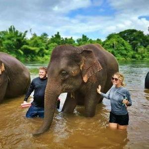 Elephant Encounter on Honeymoon