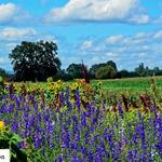 Sauvie Island
