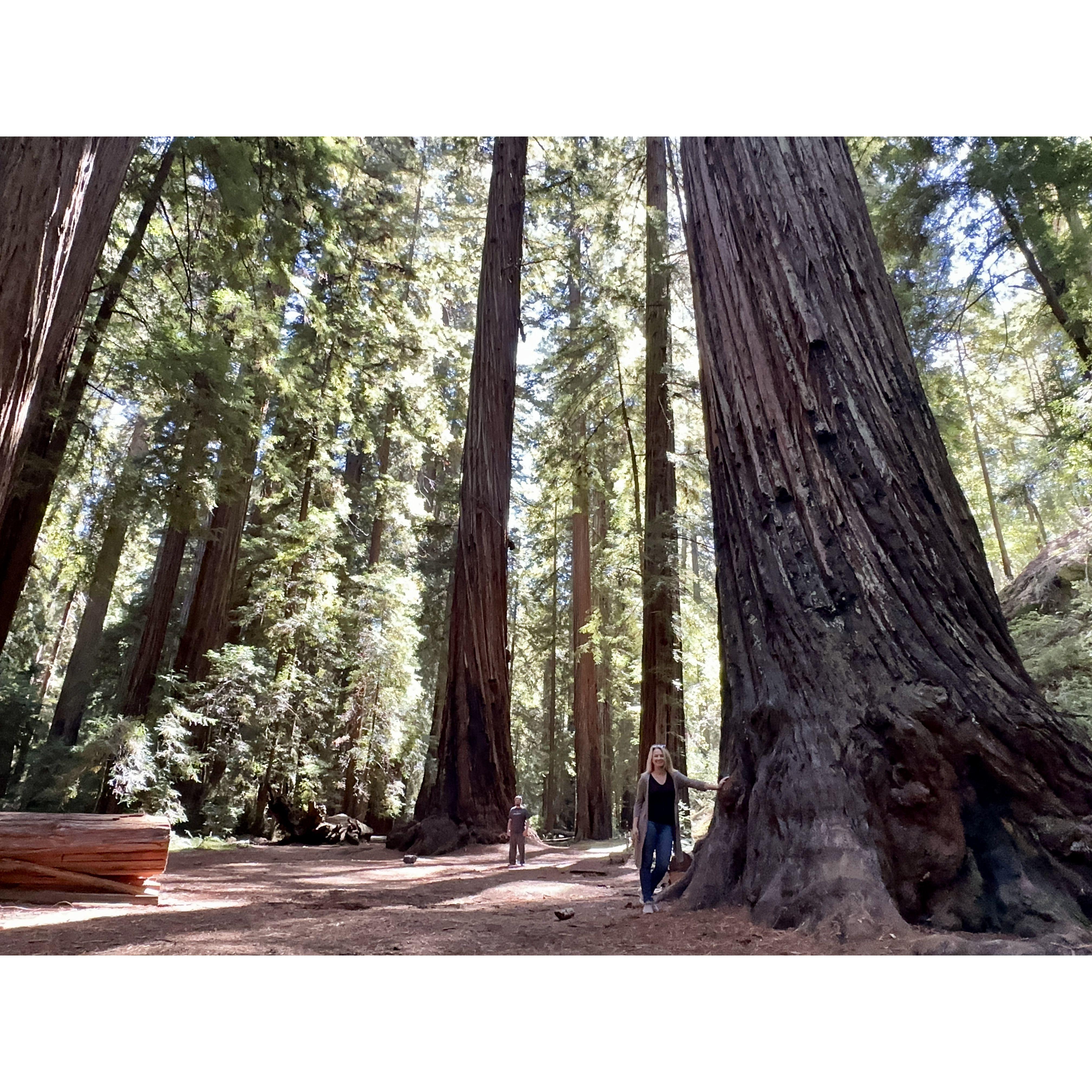 Montgomery Woods, California, USA