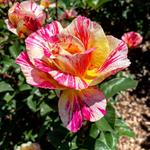 International Rose Test Garden