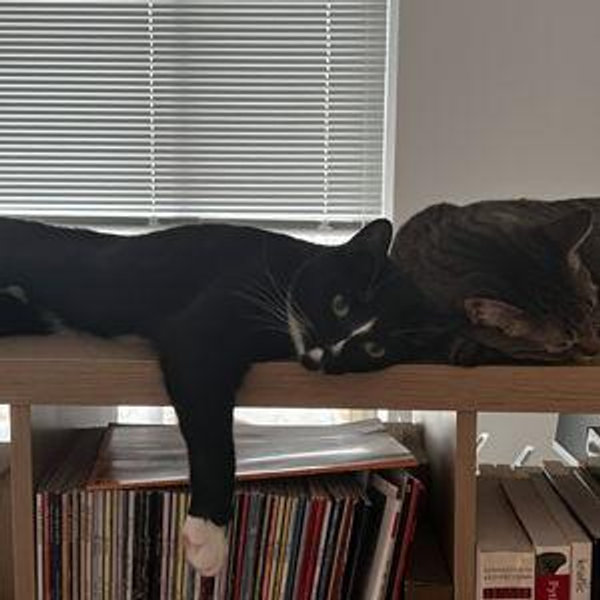 Chico and Bento's Pet Sitter Services
