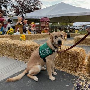 Donation to Guide Dogs for the Blind