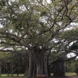 Hugh Taylor Birch State Park