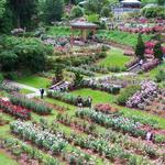 International Rose Test Garden