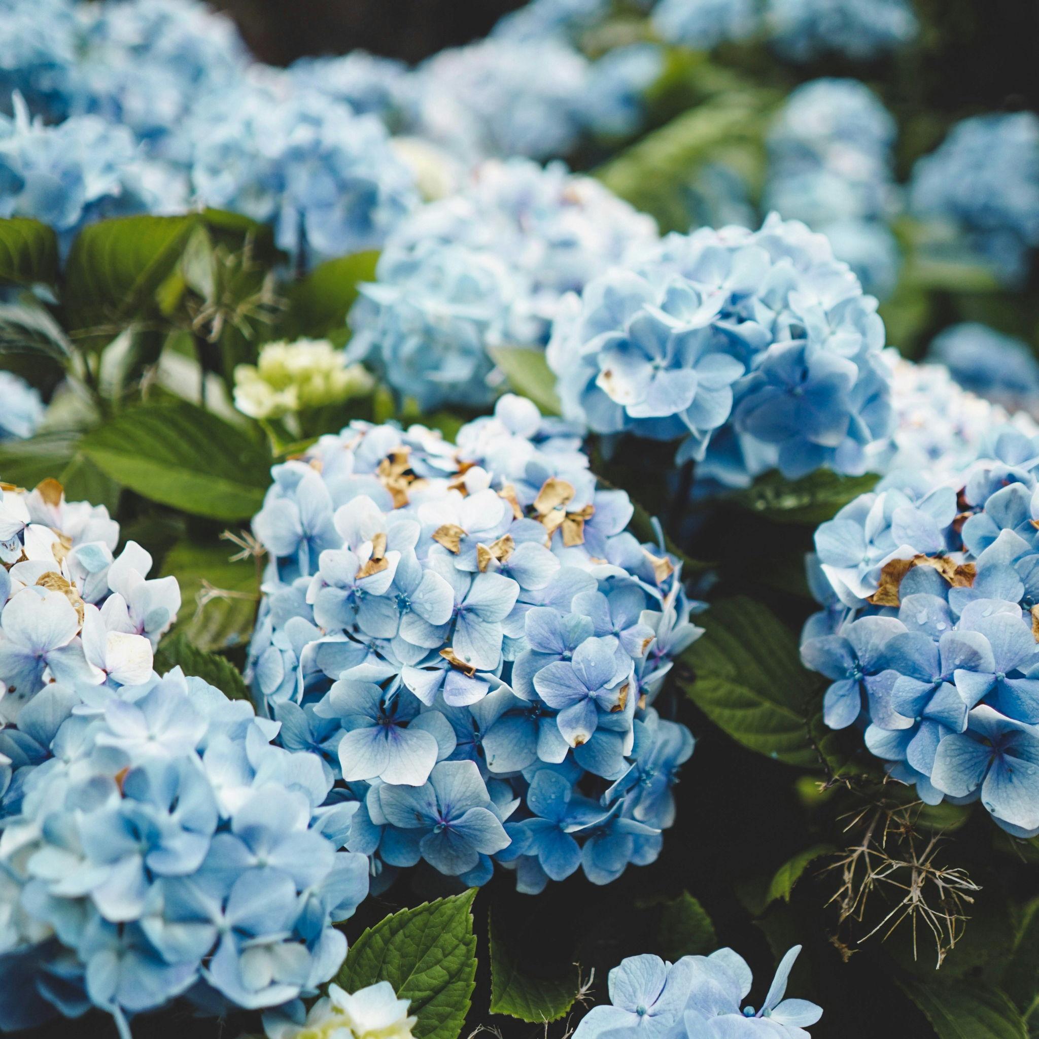 Hortênsias (Hydrangea)