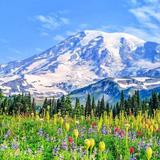 Mount Rainier National Park